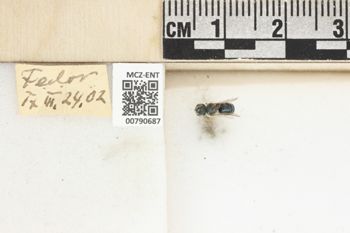 Media type: image;   Entomology 790687 Aspect: Labels